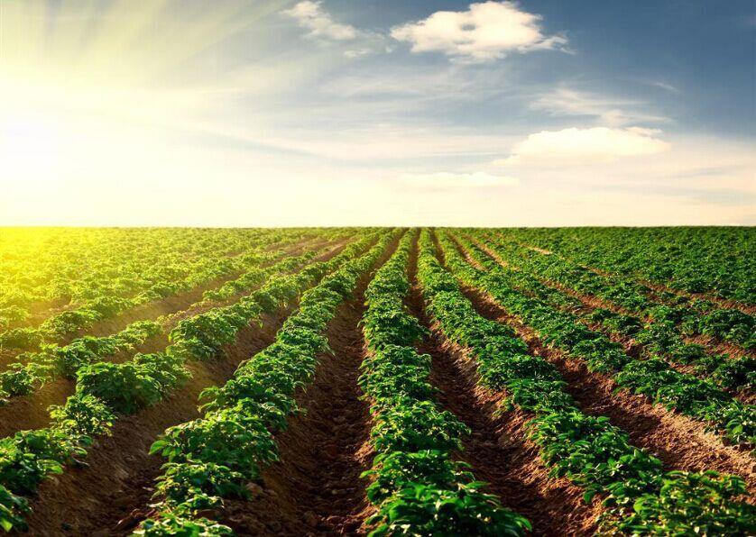 种业顶风前行，必须看清十大形势！